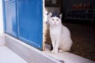 В Китае заживо похоронили кошку попавшего в больницу мужчины