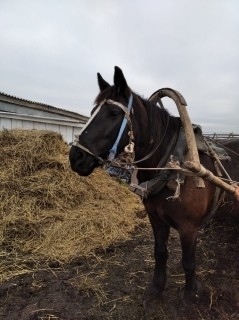 Директора фермы в Татарстане ​осудят за смерть рабочего: мужчину убила лошадь