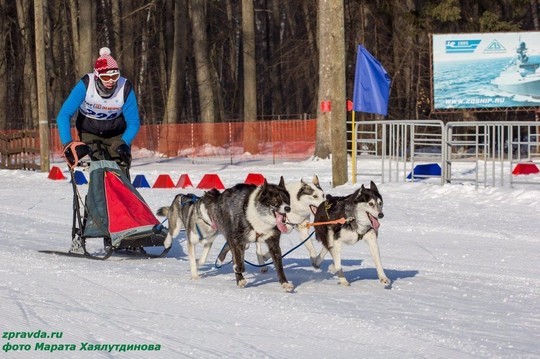 В Зеленодольске прошли состязания на собачьих упряжках