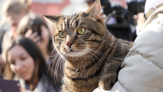 ​Толстый кот Виктор вызвал ажиотаж в центре Казани