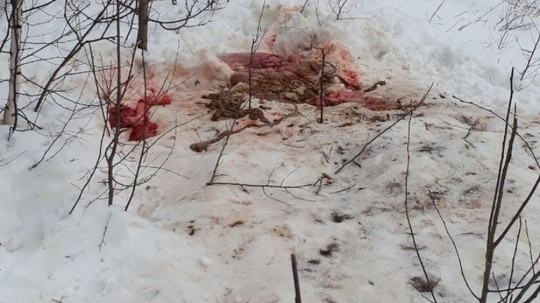 В Татарстане браконьеры застрелили лосиху с двумя детенышами