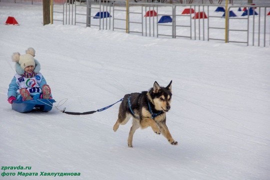 В Зеленодольске прошли состязания на собачьих упряжках