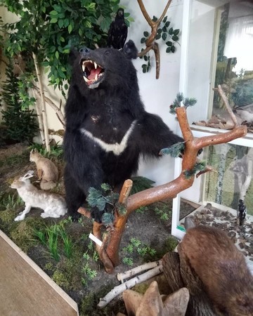 В историко-краеведческом музее Челнов появился новый экспонат – чучело гималайского медведя