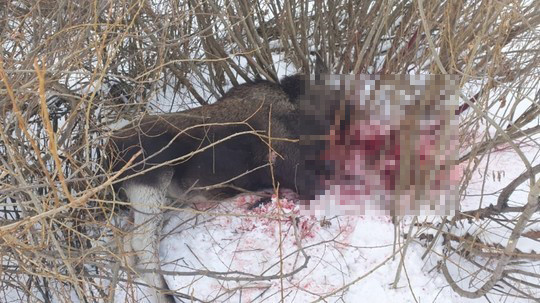 В Татарстане мужчина застрелил двухлетнюю самку лося