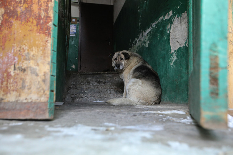 В Астраханской области бездомные собаки загрызли 58-летнего мужчину