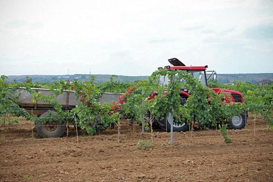 Оторвали гроздь: как инвесторы из Татарстана запнулись о «Магарач»