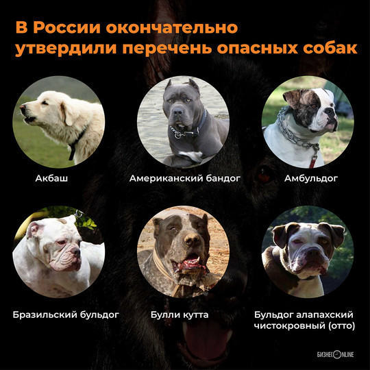 Потенциально опасные собаки 2023. Список опасных собак запрещенных в России. Список потенциально опасных пород собак в России. Список потенциально опасных собак 2022 в России. Запрещенные породы собак в России список.