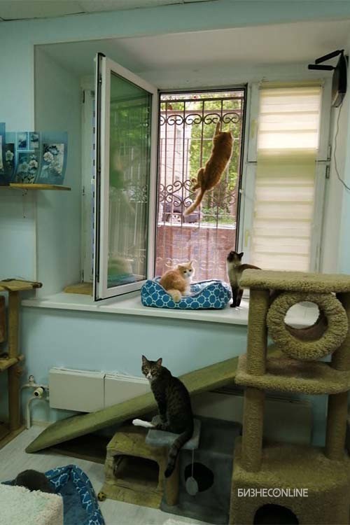 Приют для кошек «Люськин дом»