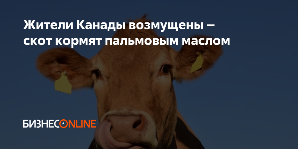 Дай скот. Дали скот. у нас таким скот кормят.