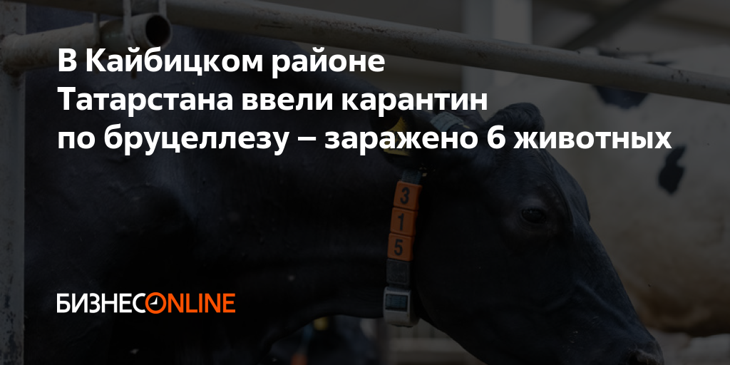 животноводство коровы. сельскохозяйственные животные в татарстане. татарстане крс. крс татарстан. татарстане крс.