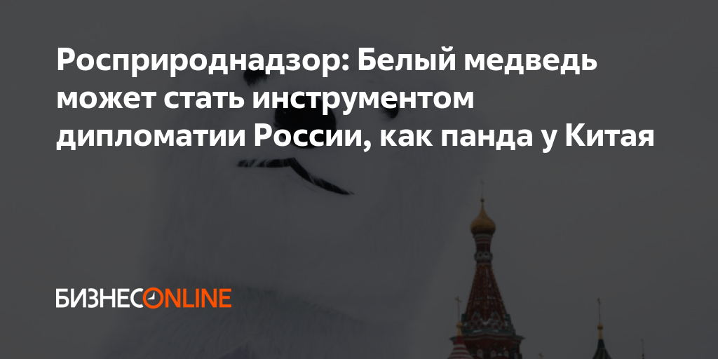 Росприроднадзор: Белый медведь может стать инструментом дипломатии ...