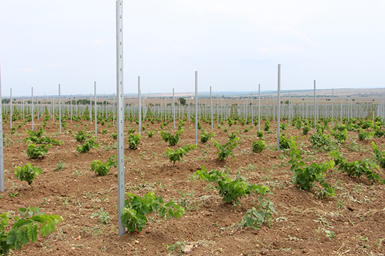 Свою деятельность «Жемчужина» сконцентрировала в поселке Табачное, где у компании остаются 2 тыс. га земли. На данный момент там уже посажено 400 га новых виноградников, в 2020 году планируется посадить еще на площади 300 га