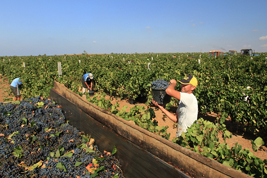 Один из татарстанских инвесторов, развивающих виноградный бизнес в Крыму, отдал государству 1 из 3,5 тыс. га земли, выделенных ему в аренду на 49 лет