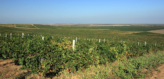 Бахчисарайский район считается одним из лучших для выращивания винограда в Крыму