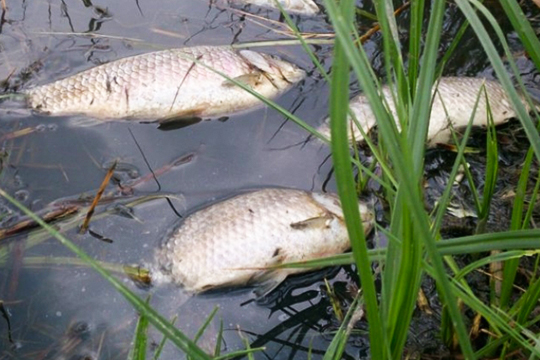 690 кг мертвой рыбы собрали за два минувших дня сотрудники Госкомитета РТ по биологическим ресурсам на реке Меше