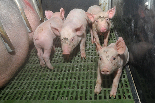 Общее поголовье свиней «Камского бекона» на конец 2019 года, согласно данным компании на ее официальном сайте, составило почти 260 тыс, из них 16,4 тыс. свиноматок