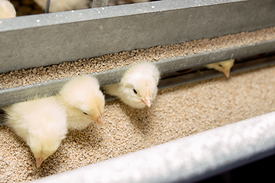 Птицефабрика «Яратель» занимается  производством товарного яйца под известным брендом Yaratelle. Выращиванием же бройлером занимается зеленодольский филиал, расположенный в поселке Осиново