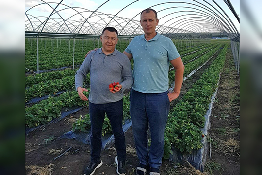 Ильдар Ситдиков (справа) начал заниматься выращиванием клубники в Зеленодольском районе в 2012 году. Спустя три года он организовал и возглавил проект «Ягодная долина» в Альметьевском районе