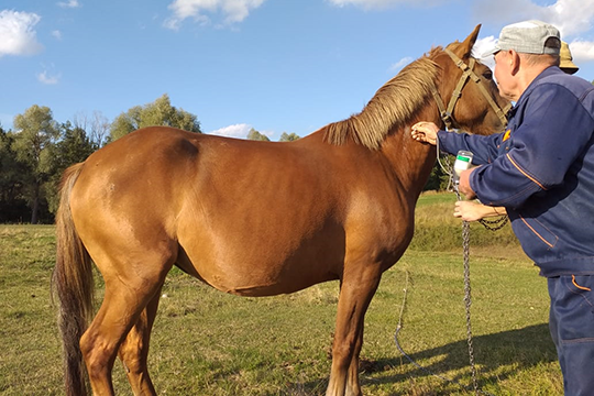 «Ежели кто будет чинить помеху ветеринарному делу, вешать того без рассмотрения персоны»