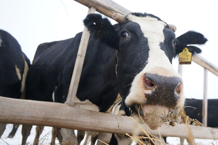 Татарстан и далее планирует наращивать объемы производимого молока. В 2020 году было введено 16 животноводческих комплексов на 6,4 тыс. голов. В 2021–2022 годах планируется реализовать 23 инвестпроекта — на 24 тыс. голов