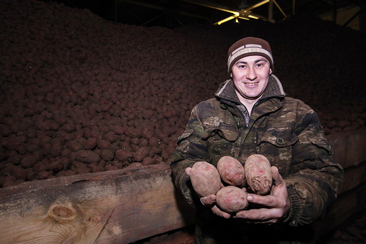«Мы производим примерно треть всей картошки в Татарстане, накапываем порядка 30-35 тысяч тонн в год»