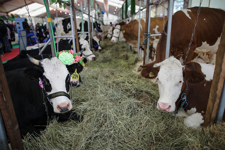 Среднестатистическая корова в Татарстане дает 17,9 кг молока в сутки. Однако до среднероссийской коровы наши буренки пока не дотягивают. Лидерами в стране являются Калининградская, Пензенская, Кировская области, где суточные надои составляют 24-25 кг