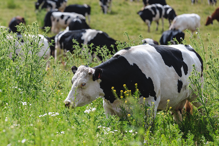 «По животноводству. За 3 месяца текущего года во всех категориях хозяйств произведено 446 тыс. тонн молока, что на 1,4% больше, чем в аналогичный период 2020 года, выращено — 122,3 тыс. тонн скота и птицы»
