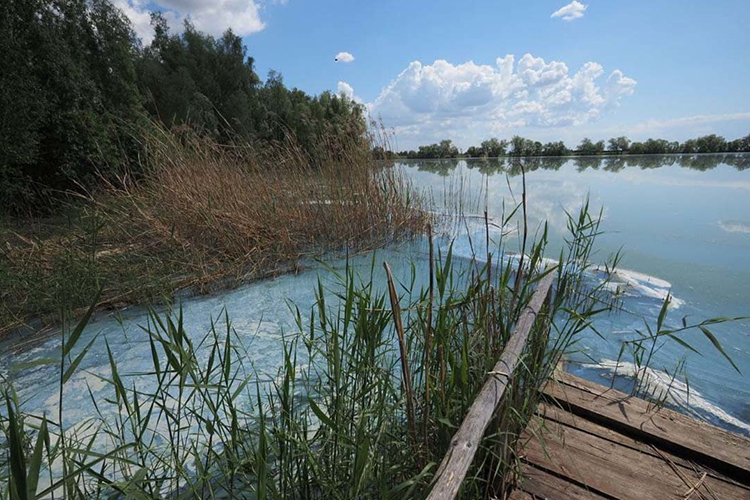 Цветение воды в водоемах Татарстана не вызывает такого беспокойства у рыбаков, как у пользователей соцсетей