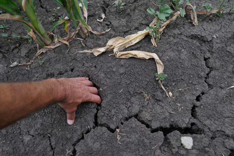 «Сейчас довольно активно страхуются урожаи по индексу засухи, так называемое индексное страхование»