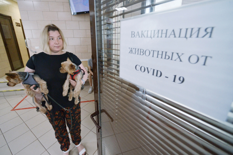 Вакцина для животных «Карнивак-Ков», разработанная владимирским ФГБУ «ВНИИЗЖ», уже начала поступать в некоторые регионы страны, но в Татарстане ее пока не достать