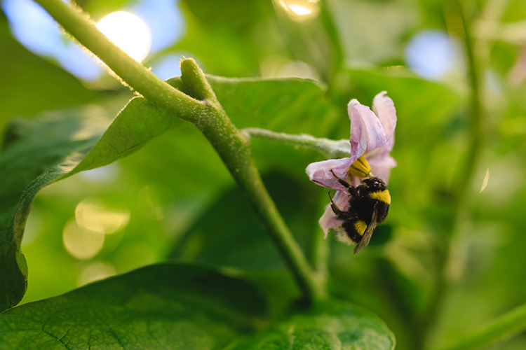 Необходимое восстановление популяции пчел среднерусской породы, используя колоды или борть в деревьях вместо улей. Это ведет к восстановлению и развитию лесов и естественному повышению урожайности