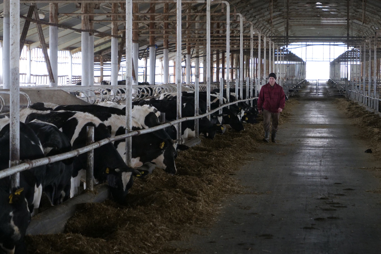 «В 2019 себестоимость содержания коровы позволяла содержать в плюс поголовье КРС даже при условном уровне надоев в 10 литров молока на голову и учитывая размер бюджетной поддержки»
