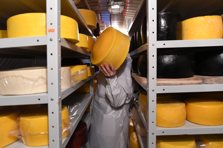 Работать с маслом и сыром в этом смысле куда проще — так объясняют уход Хаертынова только «в масло и сыр» его коллеги по молочному цеху