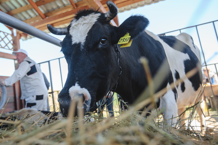 В ближайшие два года продолжится реализация 25 инвестпроектов на 24 тыс. коров. Это поможет Татарстану ежегодно расти по объемам сырого молока на 2-3 процента