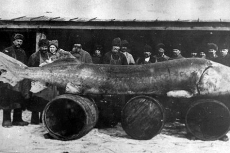 В 1921 году, как раз во время грядущего страшного голода, около Тетюшей рыбаки поймали гигантскую белугу весом 960 килограммов