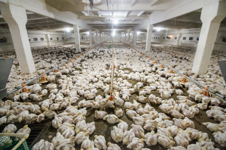 Сейчас же главное — не допустить распространения птичьего гриппа дальше: в каких-то 20-30 км от КФХ «Фролов Эдуард Александрович» находится одна из ферм крупной фабрики «Челны — Бройлер»