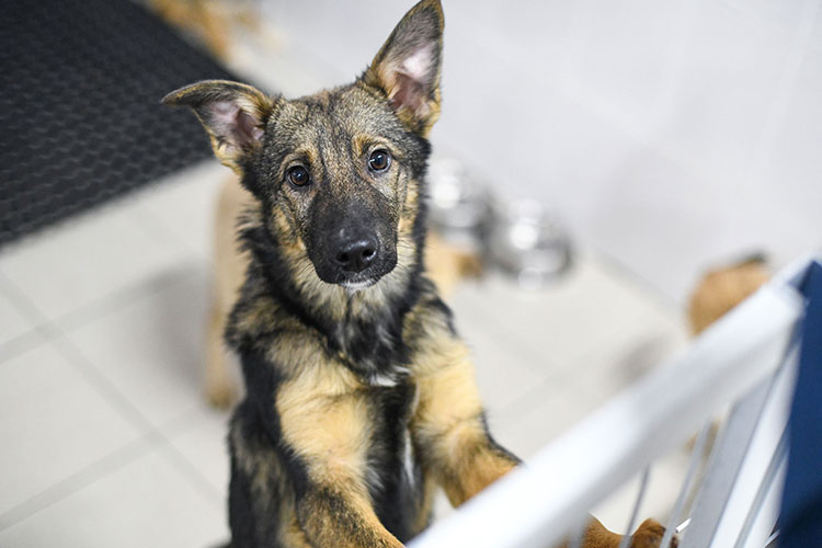 Нуруллин обозначил общее количество подопечных на сегодняшний день: 356 взрослых собак и 30 щенков