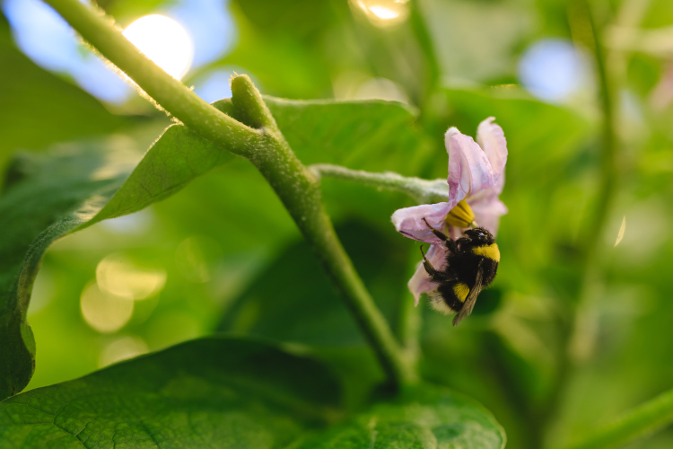 «В Коране есть даже отдельная сура «Пчелы». Там говорится о том, что натуральные продукты пчеловодства, прежде всего мед, исцеляют людей»