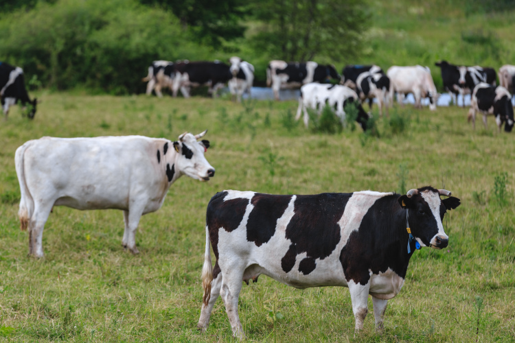 За 2021 год Тукаевский район, где по официальным данным содержатся 16 тыс. голов КРС и 5790 коров надаивает 91 т молока. При этом «Р-Агро», где 600 коров, дает лишь 6 тонн