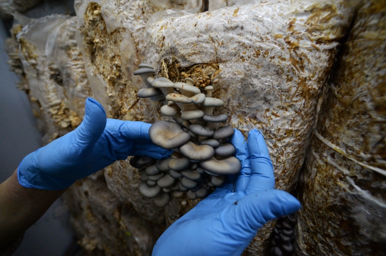 Необычная специализация — выращивание грибов и трюфелей — у компании «Айджиэс Агро» (76). Грибному предприятию к убыткам не привыкать — прибыли у него отродясь не водилось (компания создана в июне 2015 года)
