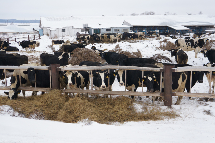Кратное увеличение поголовья скота отмечено во всех категориях хозяйств района. Поголовье крупного рогатого скота увеличилось на 1618 голов (122% к 2020 году), в том числе коров — на 1844 головы (173% к уровню 2020 году)
