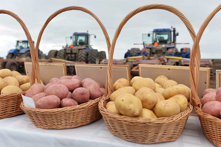 Россия плохо обеспечена семенным картофелем, доля отечественного составила 9,7%