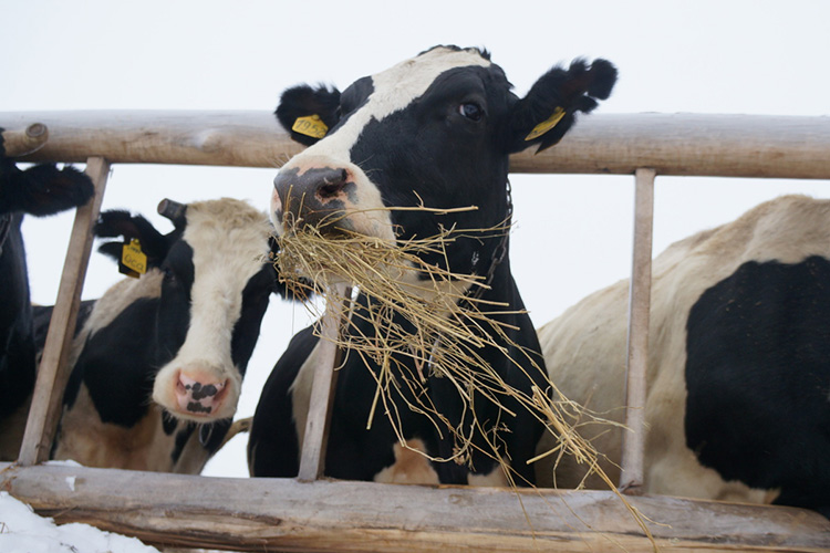 Еще одним тревожным фактором является продолжающееся снижение поголовья скота в стране