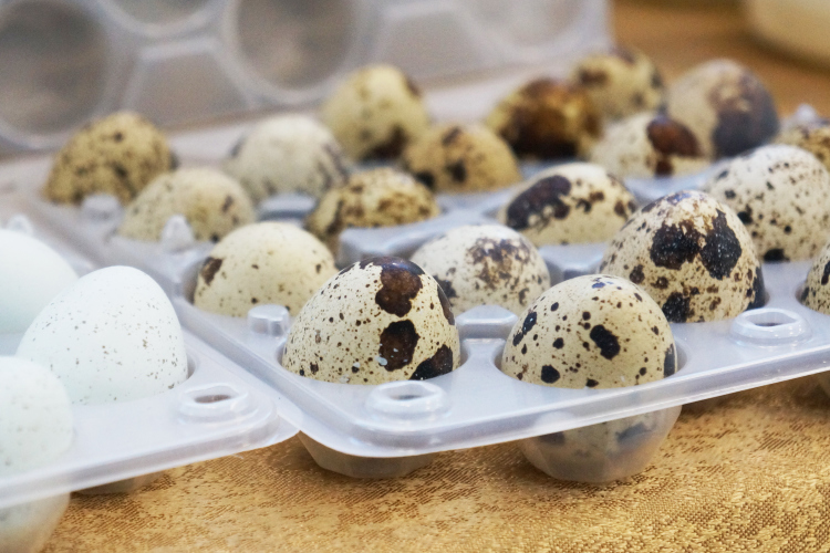 Цена инкубационного яйца на рынке весьма привлекательная для производителя — порядка 35 рублей за штуку