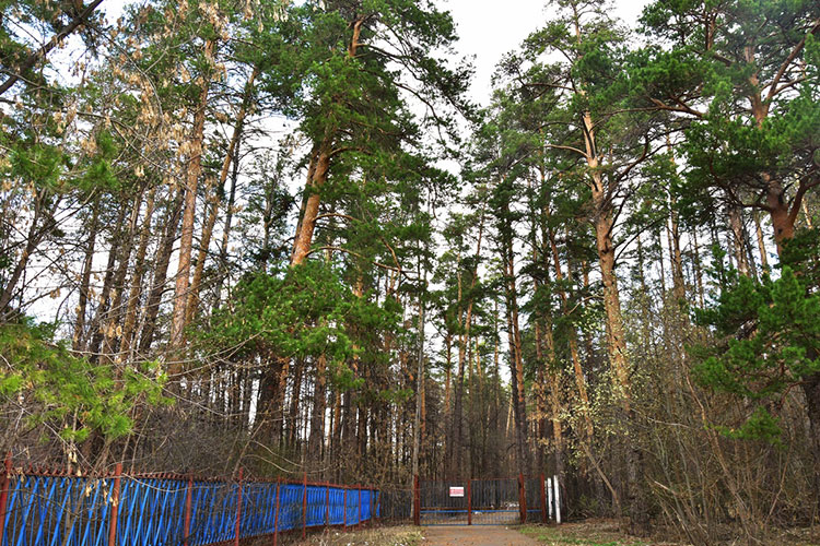 «С этим лесным массивом связана одна из знаменитейших картин Ивана Шишкина»