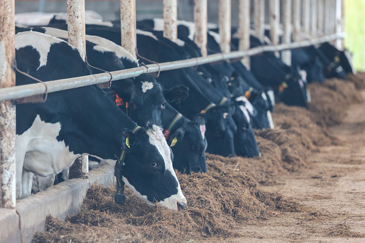 «В 2021 году по сравнению с 2020-м у фермеров рост производства молока и мяса составил 27 процентов, а у других производителей — 5 процентов»