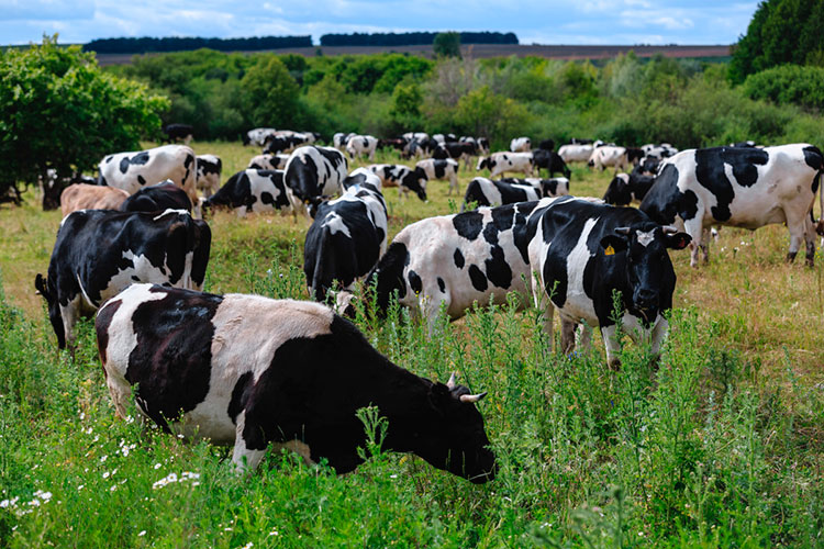 Самый большой прирост поголовья крупного рогатого скота пришелся на Мензелинский район (+40,2%), Бугульинский район (+30,8%) и Атнинский район (+13,3%).