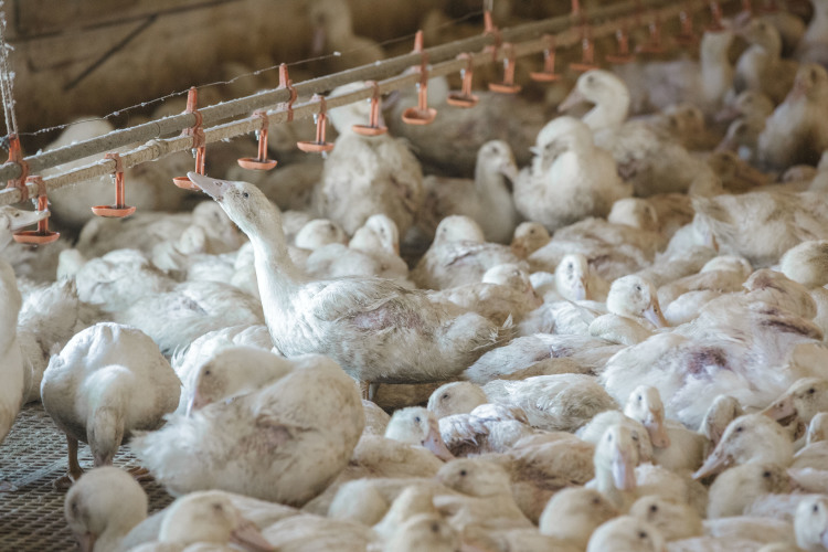 В Татарстане из-за нарушения ветеринарно-санитарных правил приостановлена деятельность двух птицеводческих хозяйств