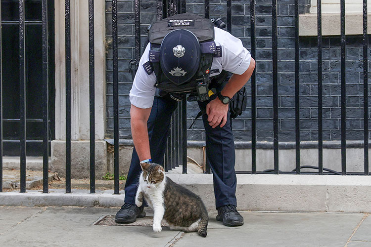 Корреспонденты, дежурящие у резиденции британского премьера на Даунинг-стрит, отчаялись ждать ухода премьера и стали допрашивать его кота: «Вы просили его уйти в отставку, Ларри?»