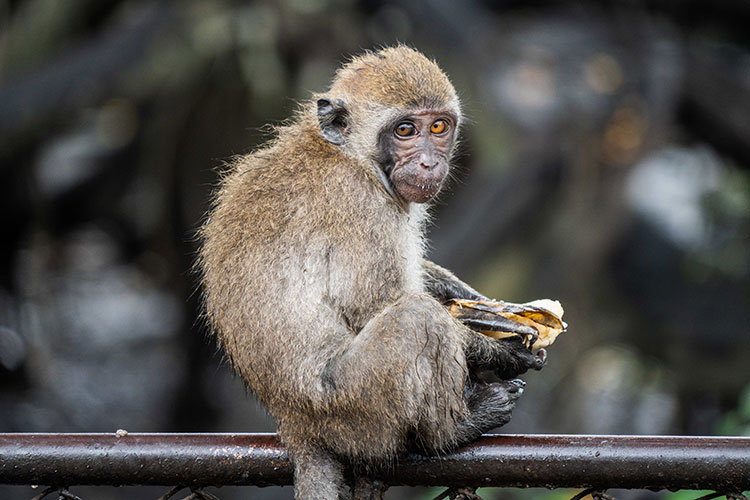 «Об оспе обезьян давно известно, это даже не вызов для российского здравоохранения»
